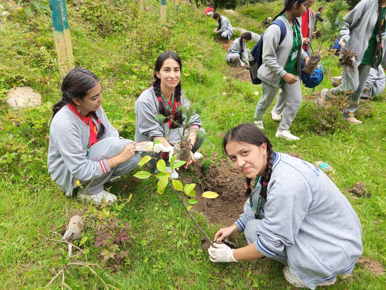 Tree Plantation Drive
